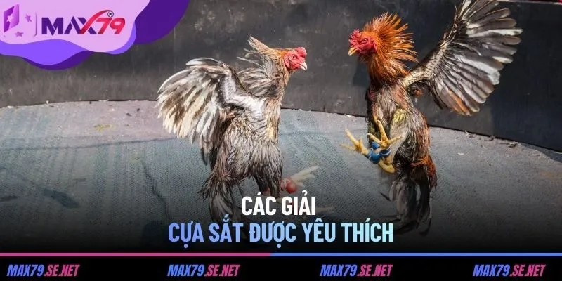 Các giải cựa sắt được yêu thích