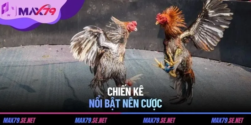 Chiến kê nổi bật nên cược