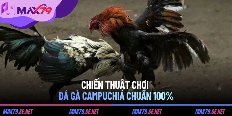 Chiến thuật chơi đá gà Campuchia chuẩn 100%