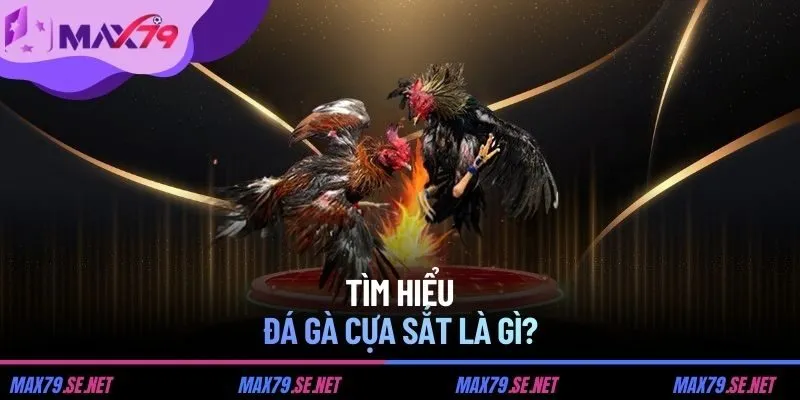 Đá gà cựa sắt là gì?
