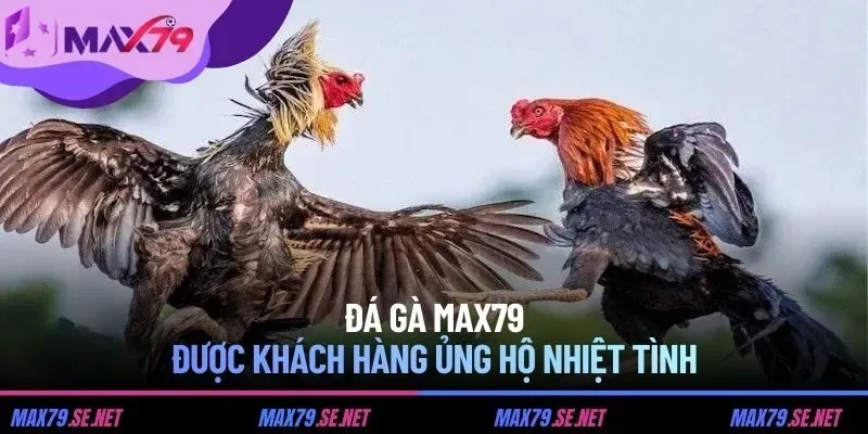 Đá gà MAX79 được khách hàng ủng hộ nhiệt tình