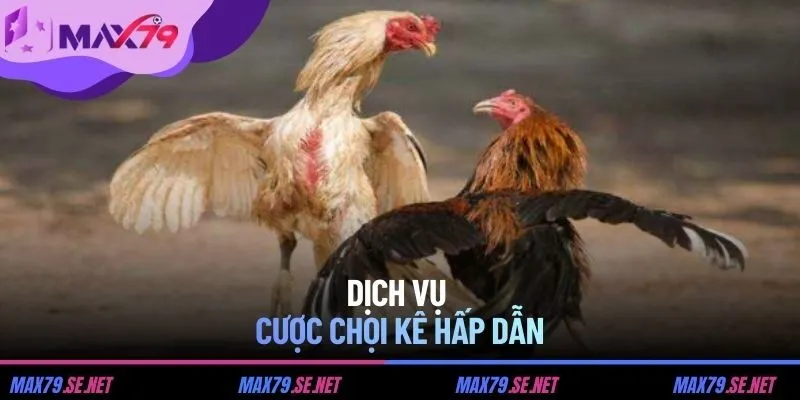 Dịch vụ cược chọi kê hấp dẫn