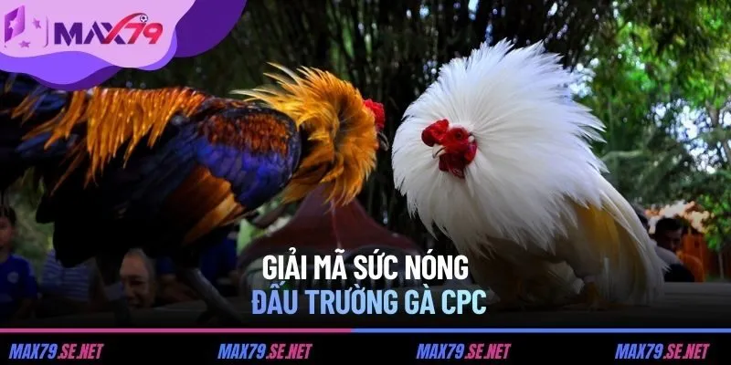 Giải mã sức nóng đấu trường gà CPC
