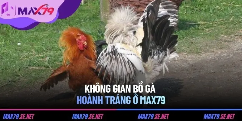 Không gian bồ gà hoành tráng ở MAX79
