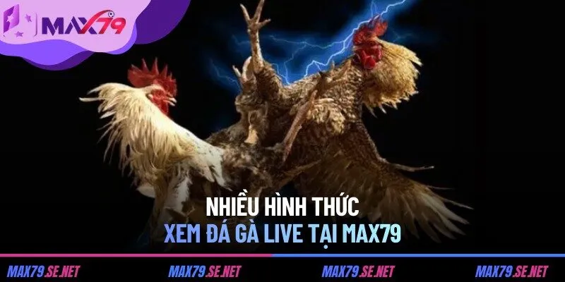 Nhiều hình thức xem đá gà live tại MAX79