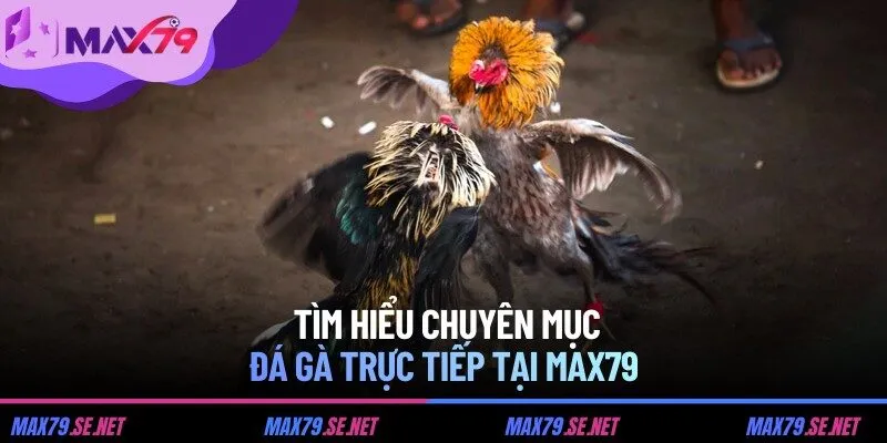  Tìm hiểu chuyên mục đá gà trực tiếp tại MAX79