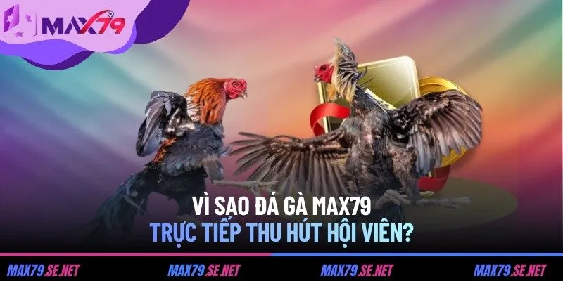 Vì sao đá gà MAX79 trực tiếp thu hút hội viên?